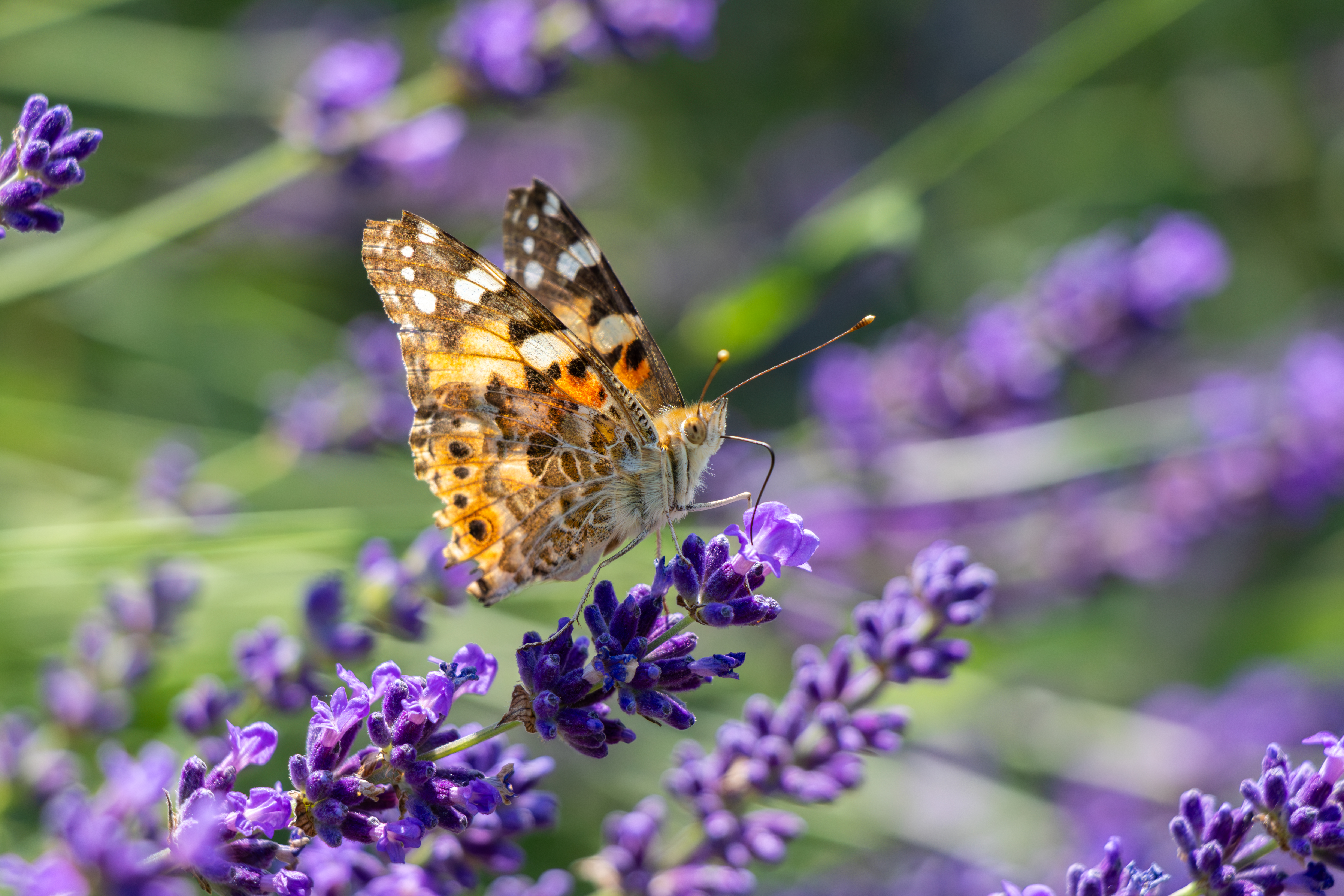 Belle Dame